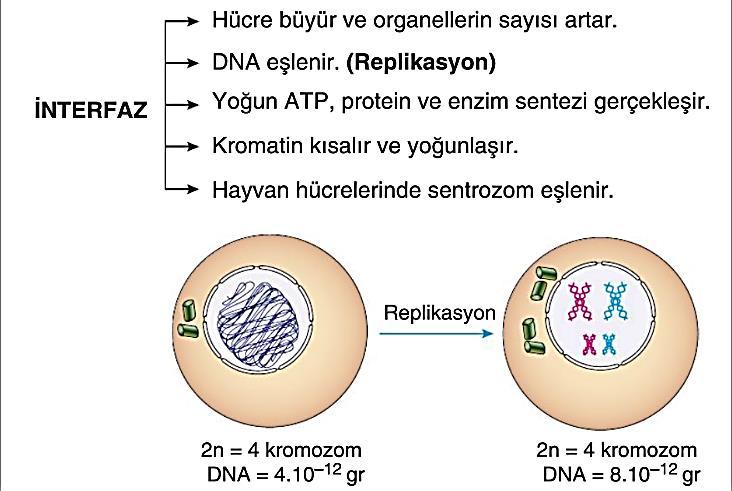 G 1 Evresi: ATP ve protei setezi hızlaır. Orgael sayısı artar. Hücreye bölüme komutu bu evrede verilir. S Evresi: DNA kedii eşler. Kalıtsal madde(dna) 2 katıa çıkar.