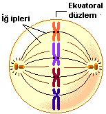 Kromati iplik kısalır ve kalılaşır, kromozomlar oluşur. Setriyoller zıt kutuplara hareket eder.