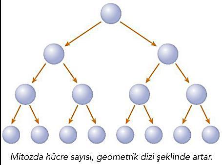 Edoplazmik retikulum, Çekirdek zarı ve çekirdekçik oluşur. Orgaeller belirgileşmeye başlar.