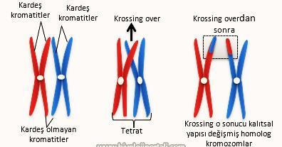 Kardeş kromatitler : Hücre bölümeside öce(iterfazı souda) DNA kedii eşleyerek kromozom sayısı iki katıa çıkar.