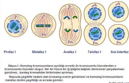 Metafaz I: Homolog kromozomlar ekvatoral plak üzeride karşılıklı dizilirler.