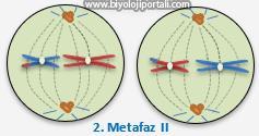 Setriyoller zıt kutuplara hareket eder. METAFAZ II Kromozomları e belirgi olduğu evredir. Eşleşmiş ola kromozomlar ekvatoral düzlemde ya yaa dizilir.