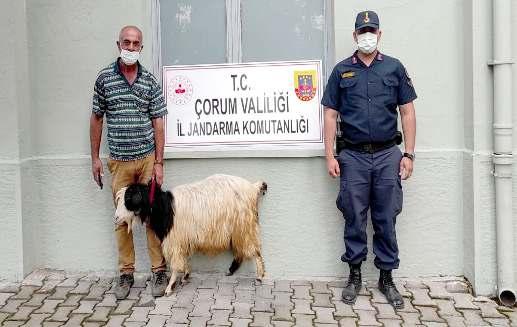 Kýrsalda otlayan küçükbaþ hayvanlarýn çalan hýrsýzlarý jandarma kýskývrak yakaladý.