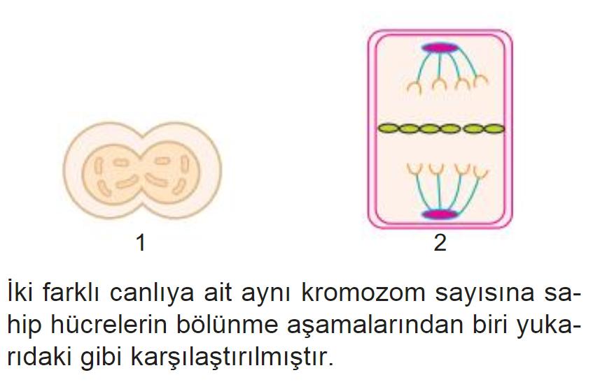 sonra öğrenci her bölmesi özdeş ve 1 bardak su alabilen ve kenarları saydam olmayan kabı şekilde