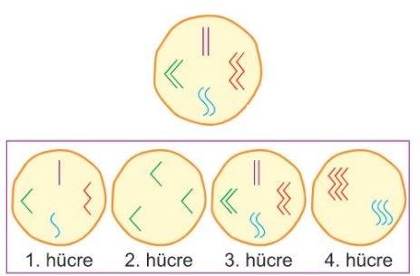 15-16- Aşağıda kromozomları gösterilen K hücresinin bölünmesi sonucu oluşabilecek L,M,N ve P hücreleri verilmiştir.