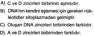 (DNA kendini hatasız ve doğru eşlemiştir) Buna göre,