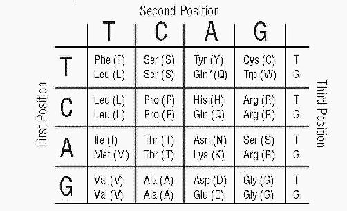 Figure 1.3. Reduced genetic code. The randomized region of the library encodes all 20 amino acids with only 32 codons.