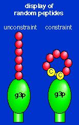 amino acids are displayed at the N-terminus of the phage piii protein. Filmentous bacteriophages are a group of viruses that contain a circular ssdna genome in a long protein capsid.