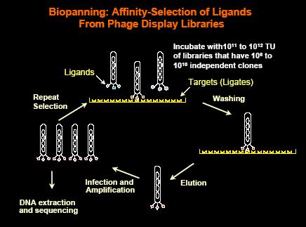 Figure 2.5. The biopanning procedure [72]. For each round, one sapphire crystal is washed with 0.01% PC buffer by pipetting and then, exposed to Ph.D.