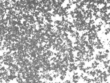 Binding experiments are performed as 15 hours of incubation of powder with selected specific peptides, washing non-specific binders and, labelling with