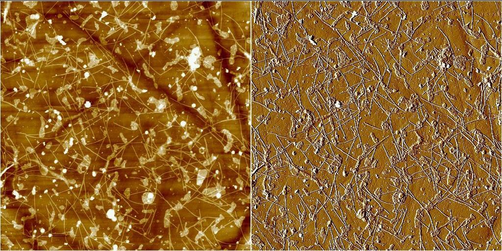 AFM studies also allowed us approved the size of the phage molecules on the surface. Higher magnification of the same image was shown in Figure 3.20, here phage molecules are easily seen.