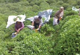 27. Çay tarımı Çayın