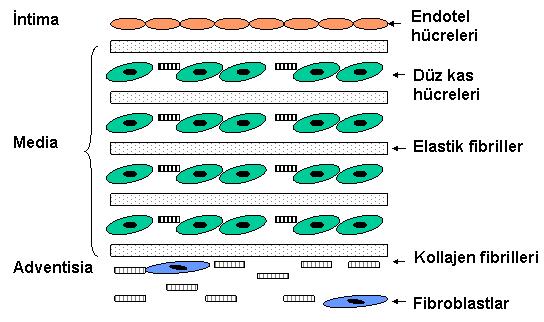 3.3. Ekstra Sellüler Matriks (ESM) ESM, hücrelerarası boşluklarda özel bir ortam oluşturan dinamik, interaktif bir yapıdır (70,71).