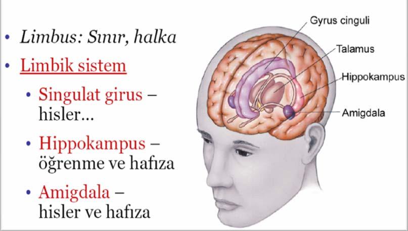 Şekil 1.4. Limbik-hipokampsün bellekteki rolü ve beyindeki anatomik yerleşimi Kaynak:http://www.baskent.edu.tr/~scanan/dersler2005/kurul5/01_limbik_hipot.