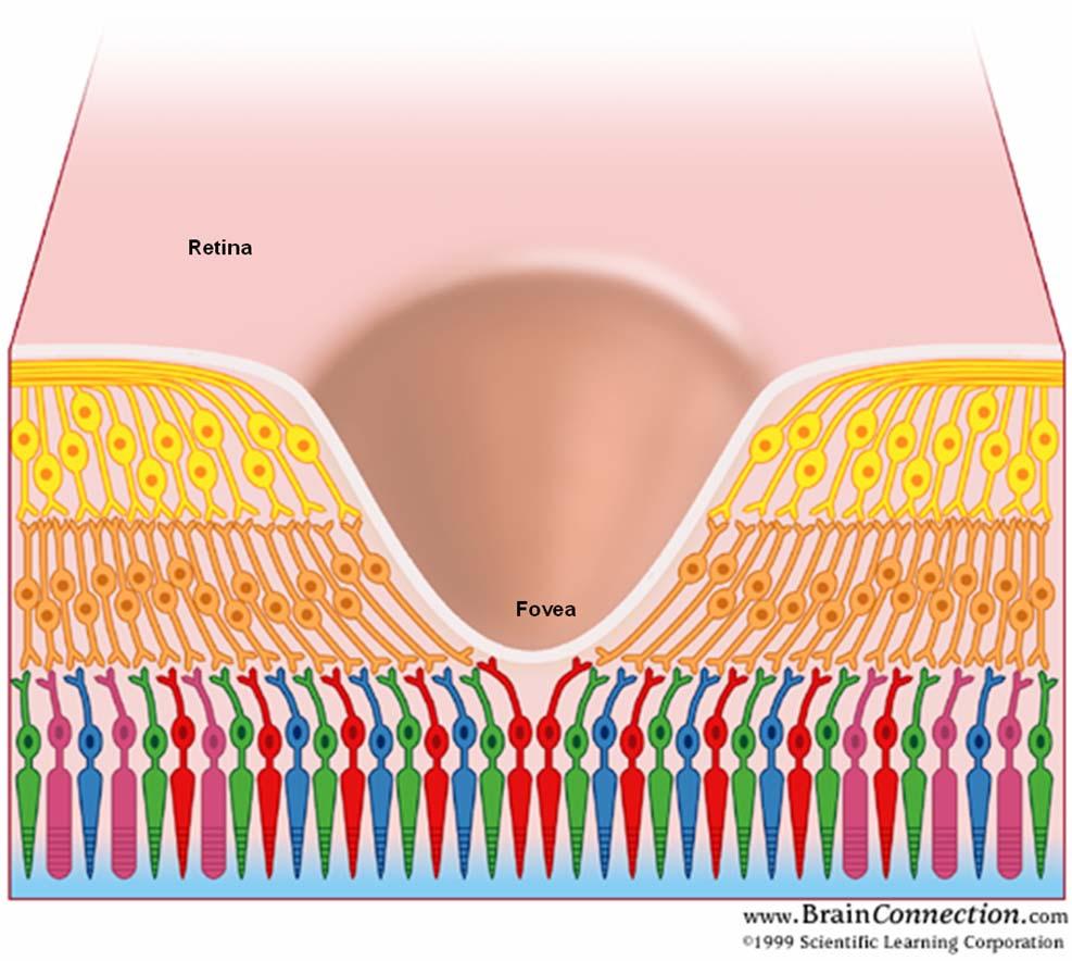 Çubukçuklar ve koniler tabakası Şekil 1.6. Retina,fovea, çubukçuklar ve konilerin ilişkisi Kaynak: http://www.brainconnection.com/topics/?