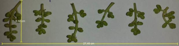 Şekil 4. Zeytin çiçek somağı Somak uzunluğu: Üç grup halinde tanımlaması yapılmaktadır.