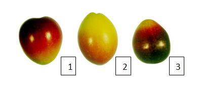Ağırlık (G): Hassas terazi ile belirlenen meyve ağırlığı, dört grupta tanımlanmaktadır -Küçük: G<2 g: (Girit, Sinop No: 1) -Orta: G=2-4 g: (Ayvalık) -İri: G=4-6 g: (Çilli) -Çok iri: G>6 g: (Çelebi,