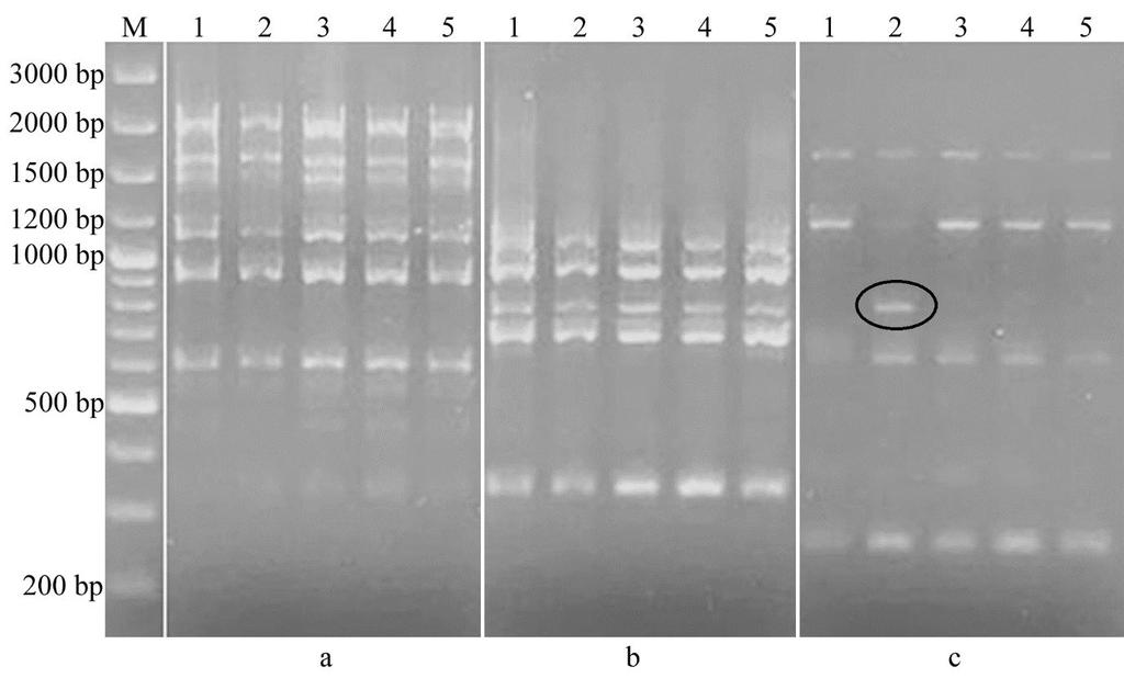 çok az da olsa varyasyon saptanmıştır. Örneğin OPC-09 RAPD primeri sadece Zobel Basic genotipinde tek bir allel farklılığından kaynaklanan bir varyasyon göstermiştir (Şekil 2).