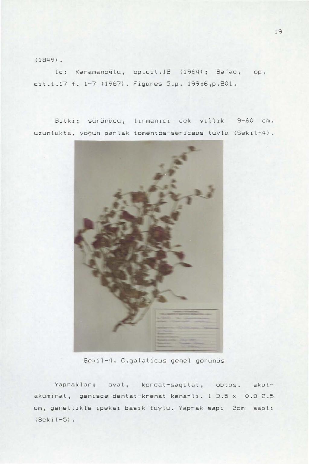 19 (1849). le: l<aramanoğlu, op.cit.l2 \1964); Sa'ad, op. cit.t.17 f. 1-7 (1967). Figures S.p. 199;6,p.201. Bitki slirlinucu, tırmanıcı cek yıl lık 9--60 cm.
