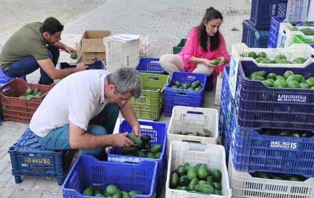 satışa sunuluyor. lke tarımının öncü kuruluşu Tarım Kredi Kooperatifleri, üretici ile tüketici arasında köprü olmaya devam ediyor.