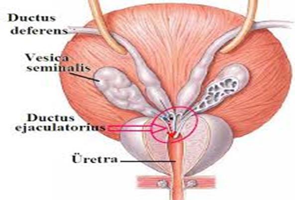 Dar ve düz bir kanal şeklini alan alt ucuna, ductus excretorius adı verilir. Ductus excretorius ile ductus deferensin distal ucu, ductus ejaculatoriusu oluşturur.