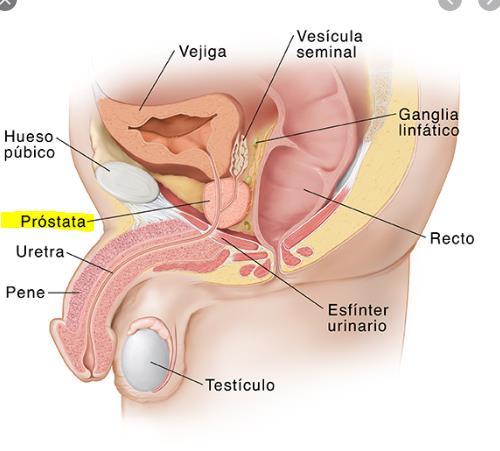Glandula Prostatica Pelvis; minorda, symphysis pubisin arkasında, mesanenin altında,