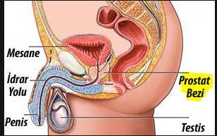 Prostat, genital eklenti bezlerin en büyüğüdür.