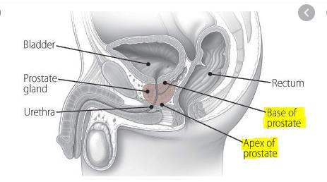 Prostatın basis prostatae adı verilen tabanı, mesane ile direkt komşuluk yapar.