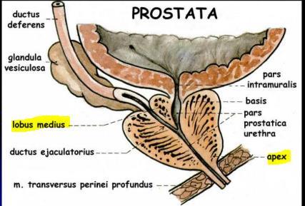 Prostat, iki adet lobus laterales ve bir adet lobus medius olmak üzere üç