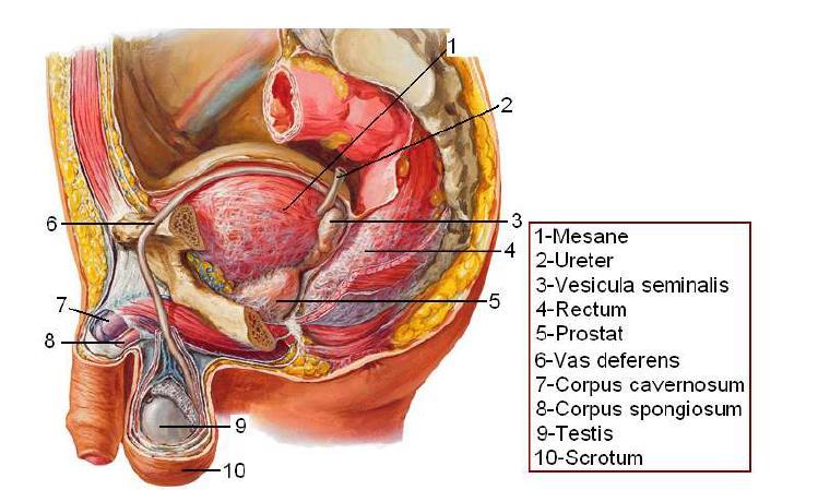 ERKEK GENİTAL ORGANLARI Erkek genital organları dış ve iç genital organlar olmak üzere iki gruba ayrılır.