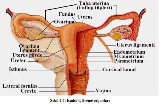Ovarium (Yumurtalık) Dişi üreme hücresi olan ovumu yapan