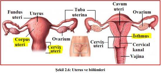 Uterusun Bölümleri Corpus uteri, İsthmus uteri