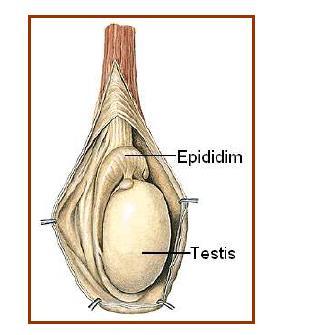 EPİDİDYMİS Epididim; her bir testisin