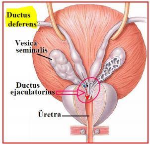 DUCTUS DEFERENS (VAS DEFERENS SPERMA KANALI) Epididimin kuyruk bölümünden sonra başlayıp epididim kanalının devamı şeklinde uzanan spermiumları ileten kalın kassal bir borudur.