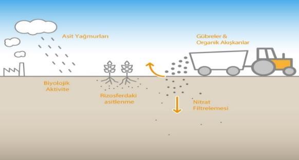 3 yağmurları vb. kirleticilerle toprağın ph ı düşmekte ve toprak asidik hale gelmektedir; bu da toprağın ürün verimini ciddi oranda düşürmektedir.