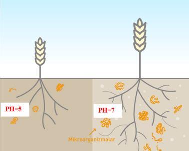Ülkemizde yapılan tarımın büyük bir çoğunluğunda toprağın ph ını yükseltebilmek için geleneksel metotlar izlenmektedir. Toz kireç eklemek ve odun külü kullanmak bu metotlara örnek olarak verilebilir.
