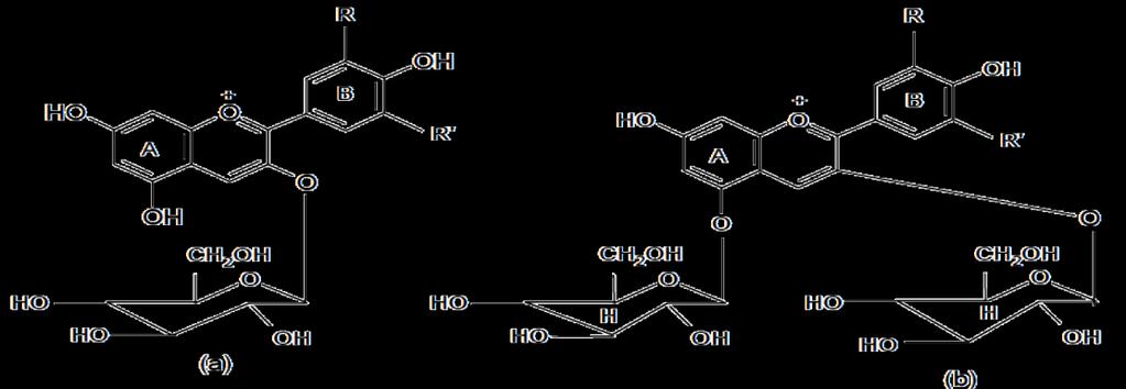 Kalecik Karası üzümünün ise toplam antosiyanin miktarının olgunluğa bağlı olarak 4.65-85.64 mg/l arasında değiştiğini bildirmiştir.