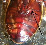 Abdomen Abdomen birbirine benzeyen 10-12 segmentten meydana gelmiştir. Abdomen böcek takımlarına göre değişmekle birlikte çeşitli uzantılara sahiptir.