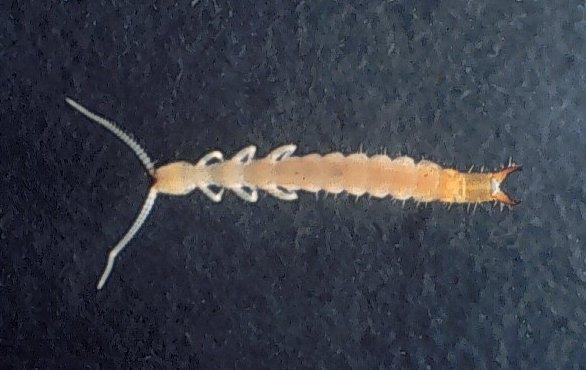 Diplura