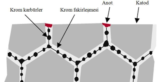 2.4.1. Tanelerarası Korozyon Taneler-arası korozyon, karbür yapıcılar ile karbon miktarı fazla olan çeliklerde meydana gelmektedir.