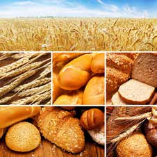 Dünya genelinde sofralarda en sık rastlanan yiyecek olması nedeniyle ekmeğin sembolik, etnolojik anlamları, ekmek çeşitleri, pişirme metotları, fakirlik ve genel olarak hayatımızdaki yeri de