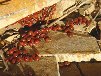 Doğa Turizmi Döngel Mağarası Doğa Turizmi açısından Yavşan, Başkonuş, Karagöl, Yedikuyu, Çalıbalma, Üçkaya, Çevirme, Binboğa, Gonan, Yenicekale, Kazma, Kozludere ve Bertiz yaylaları, günübirlik