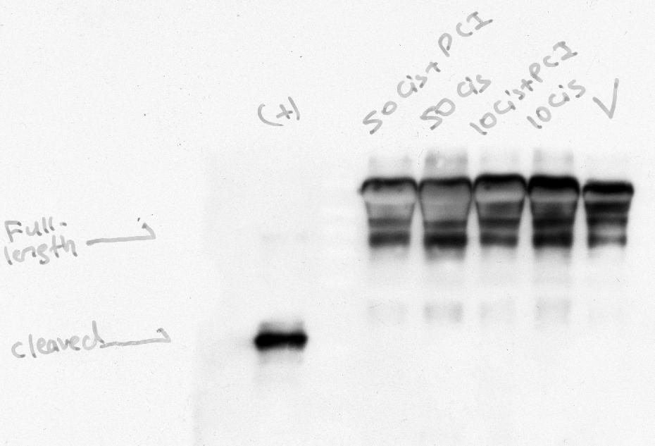 MS-1 hücrelerinin kültür sıvılarında Cisplatin sonrası artmış