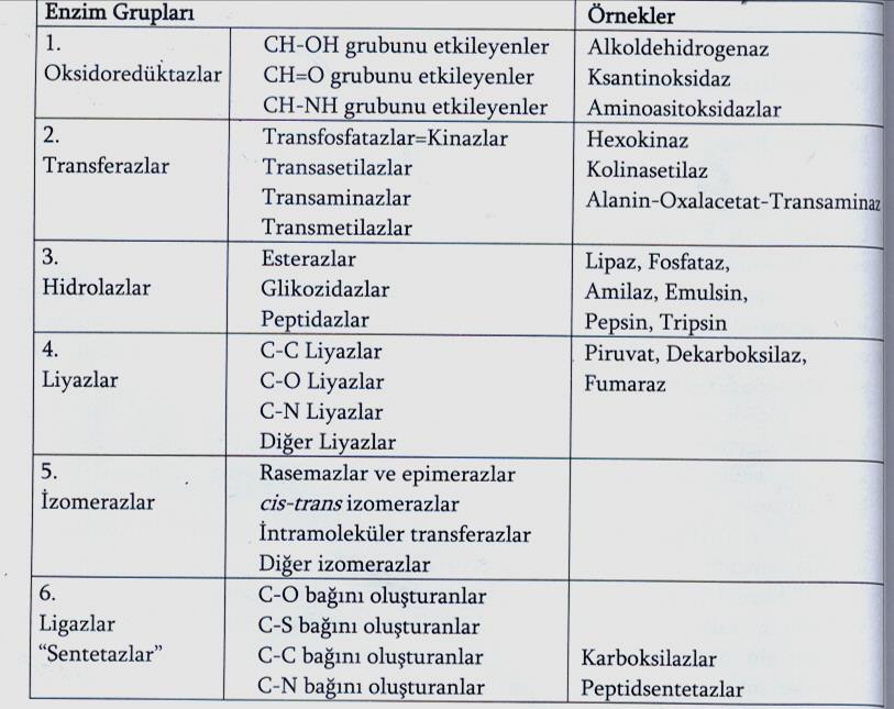 Enzimlerin Sınıflandırılması 279 Enzim Aktivitesi Enzimlerin etkinliğini, dolayısıyla kimyasal tepkimelerin hızını artıran veya azaltan pek çok faktör vardır.