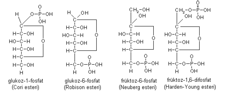 5-Monosakkaridlerin fosforik asit esterleri: Monosakkaridler organizmadaki metabolik reaksiyonlara tek başlarına giremezler. Bu nedenle evvela aktifleşmeleri gerekir.