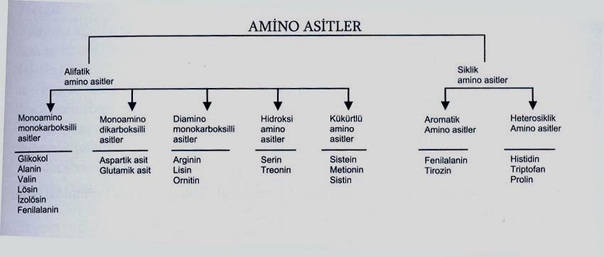 TRİPTOFAN 2b.