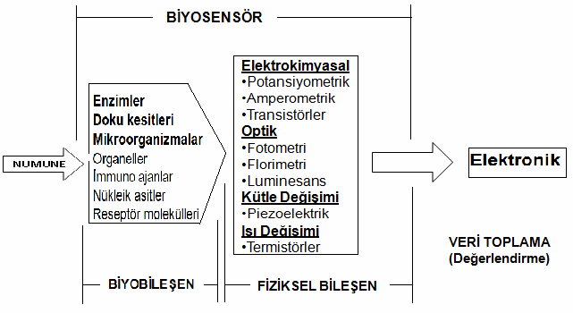 Şekil-2.6. : Biyosensörlerin yapısı ve Çalışma prensibi (Telefoncu, 1999). 2.6.2. Fiziksel bileşenler Fiziksel bileşenler biyobileşenlerin biyolojik reaksiyonunu ölçebilir fiziksel bir sinyale dönüştürürler.