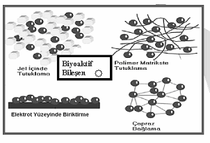 d)adsorbsiyon: immobilizasyonda kullanılan en eski ve en basit yöntemdir. Biyobileşenin film veya tabaka ile hidrofobik, hidrofilik veya iyonik etkileşim sonucu bağlanmasıdır.