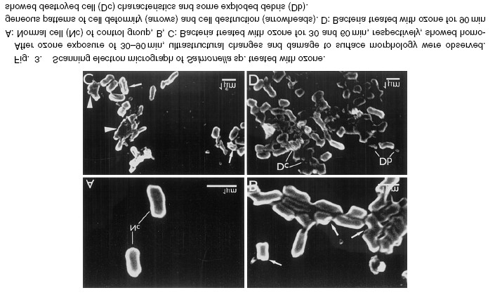 ekil 1.2. Ozona maruz b rak lan Salmonella sp. nin SEM (Scanning Electron Micrograph) görüntüsü. Maruziyetten 30-90 dk sonra, ultrayap sal de i iklikler ve yüzey morfolojisinin hasar gözlenmi tir.