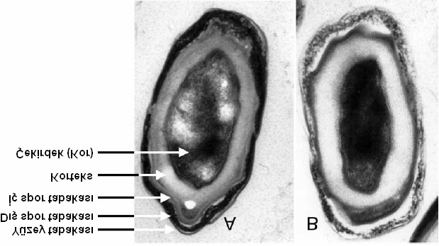 ekil 2: B. subtilis OSU494 sporlar n n EM (Electron Micrograph) görüntüsü (A: ozonlanmam, B: ozonlanm ).